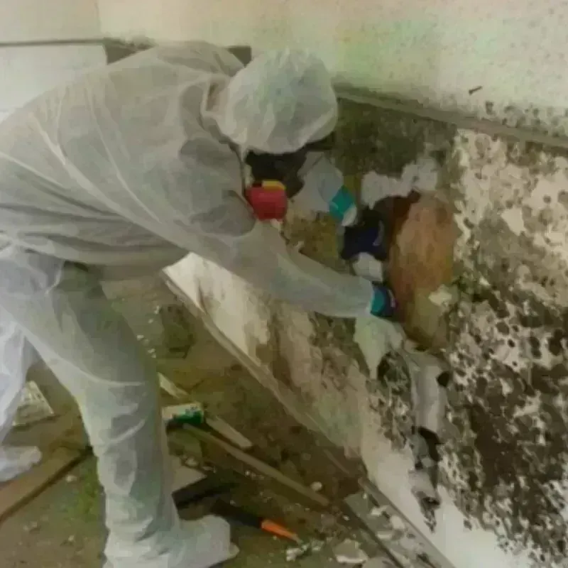 Mold Remediation and Removal in Milford, IN